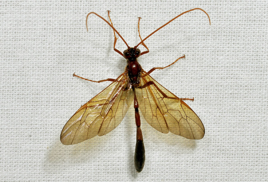 Ichneumonidae da det/conf.: Eremotylus sp.